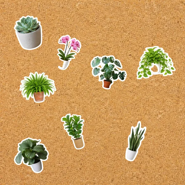 A houseplant collection poster — plant stickers with white outlines on a cork board